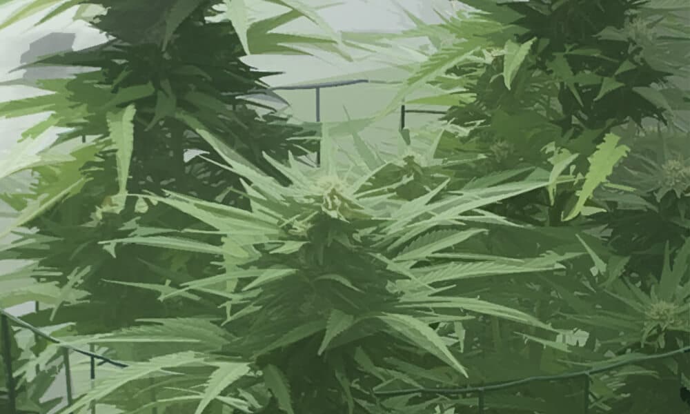 Buitenkweek Cor's Kooi Kwekerij