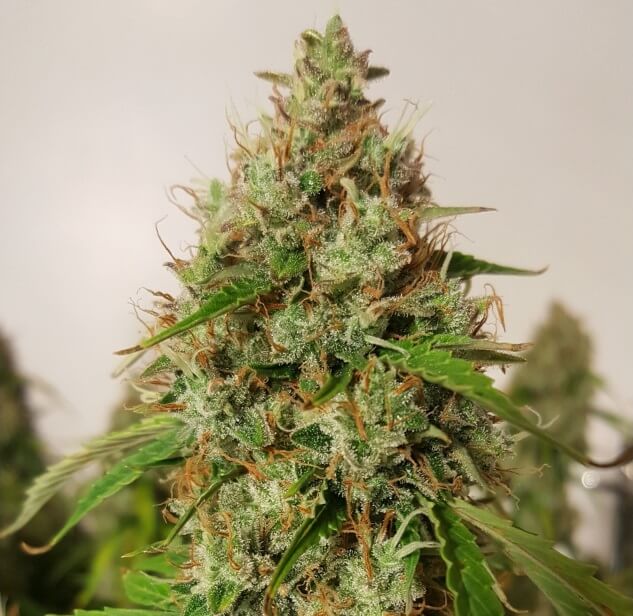 auto creeper super sativa seed club