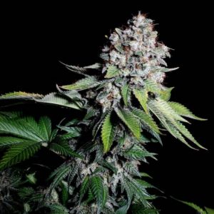 Kosher Haze Super Sativa Seed Club