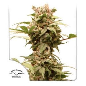 Auto CBG Force dutch passion