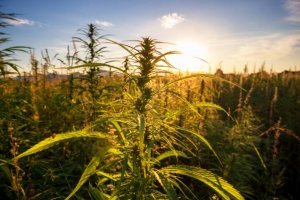Webshop Cannabis Kweken