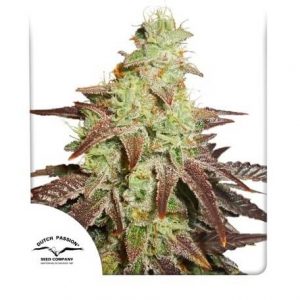 auto night queen dutch passion