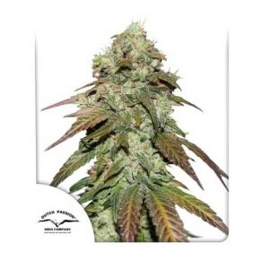 CBD Mazar Dutch Passion