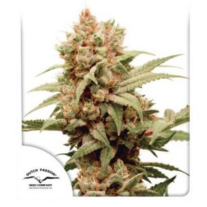 CBG Force Dutch Passion