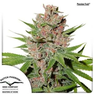 Passion Fruit Dutch Passion Growshop Plantarium