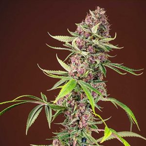 Red Mandarine F1 Sweet Seeds