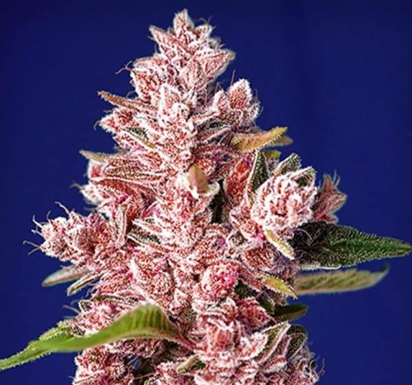 Tropicanna Poison Sweet Seeds