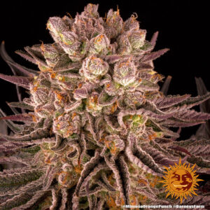 Mimosa × Orange Punch gefeminiseerde wietzaden van Barney's Farm voor wietplanten met veel THC