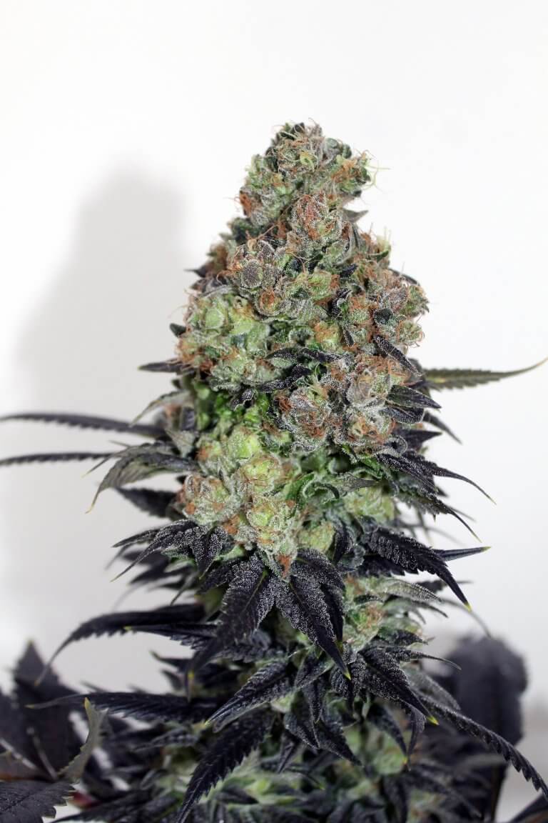 Acid Dough