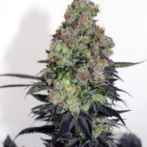 Acid Dough