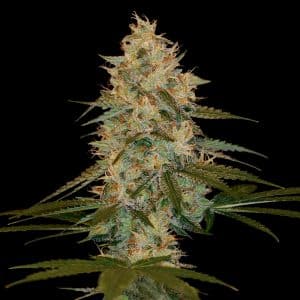 Chocolope Kush