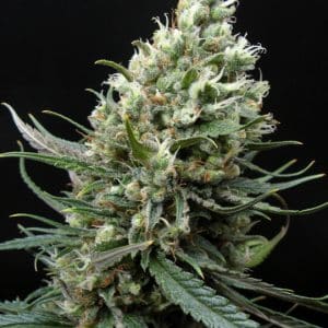 Ripper Haze