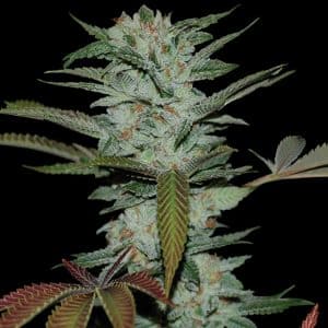 Sour Kush