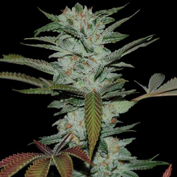 Sour Kush