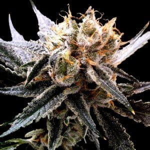 Sour Tangie