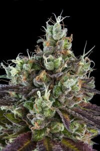 Sour Ripper