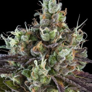 Sour Ripper