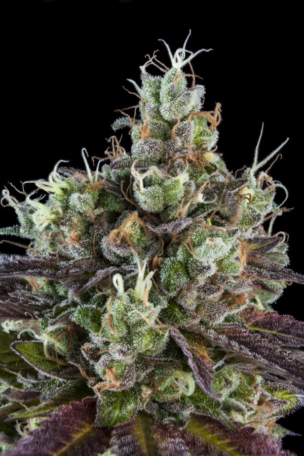 Sour Ripper
