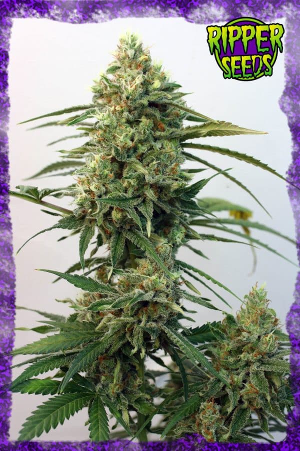 Toxic, Ripper Seeds, Feminised, 5 zaden - Afbeelding 5