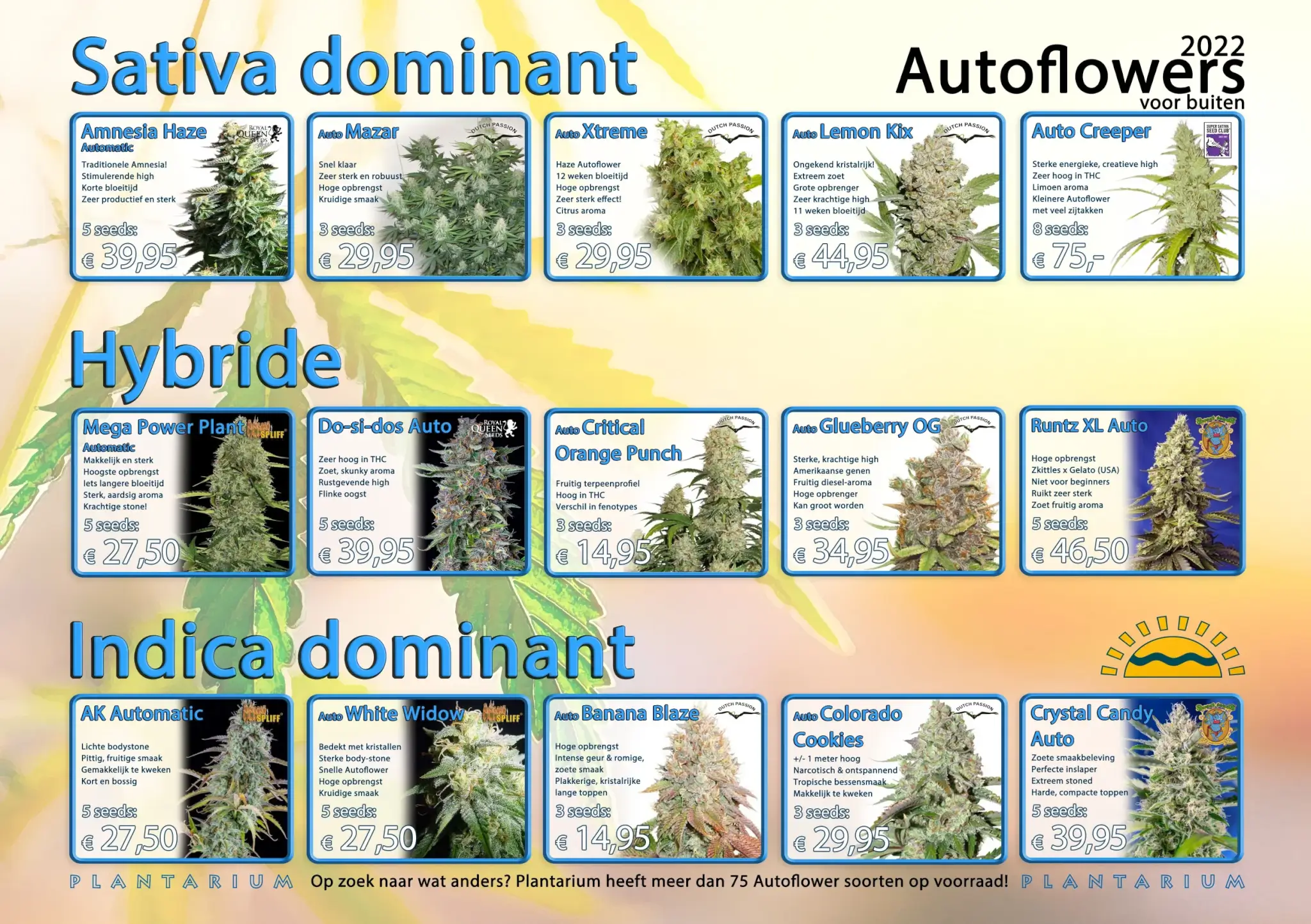 De beste autoflower wietzaadjes selectie 2022