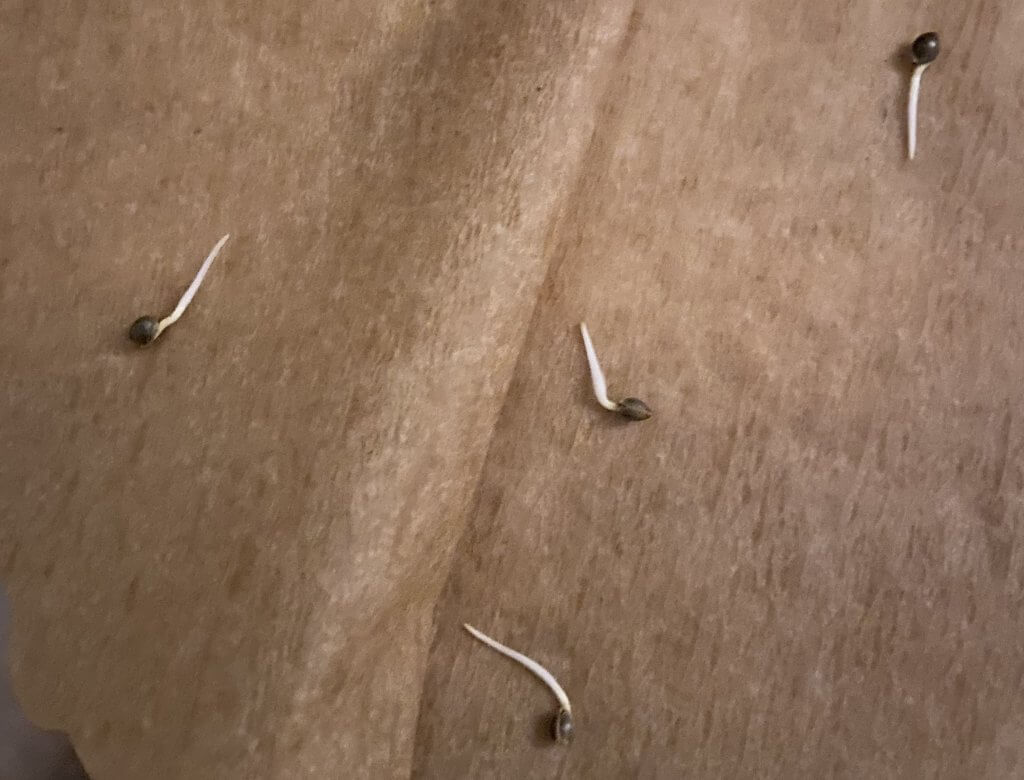 wietzaden ontkiemen in een koffiefilter