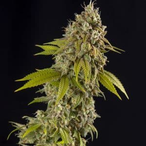 Girl Scout Cookies Automatic Spliff Seeds