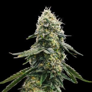 Spliff Seeds Zkittles