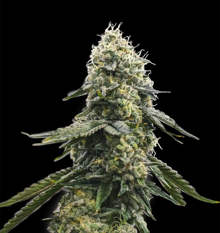 Spliff Seeds Zkittles