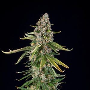 Spliff Seeds Zkittlez Automatic