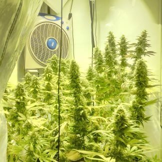 Gorilla Cookies kweekverslag Grower's Choice