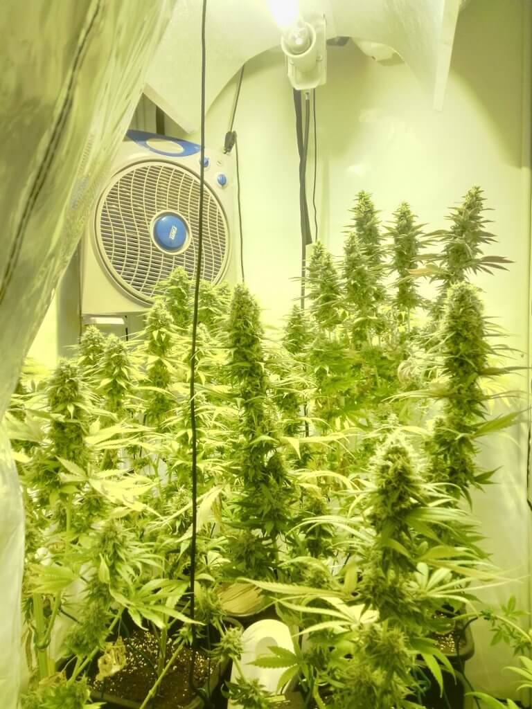 Gorilla Cookies kweekverslag Grower's Choice