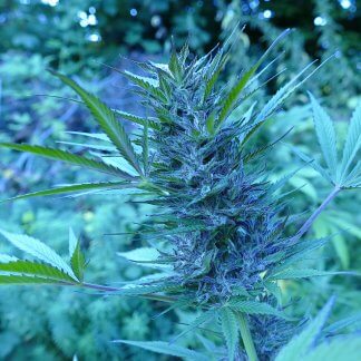 GSC plant