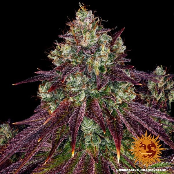 Mimosa Evo, Barney's Farm, Feminised, 5 zaden - Afbeelding 3