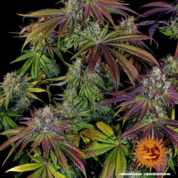 Mimosa Evo, Barney's Farm, Feminised, 5 zaden - Afbeelding 4