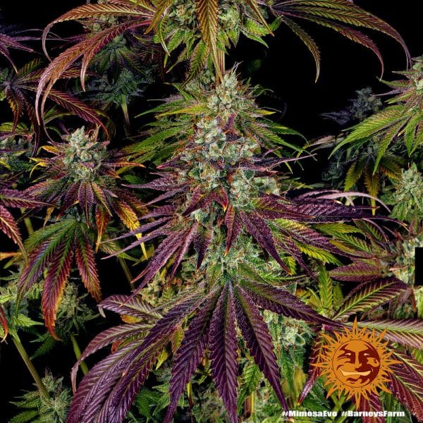 Mimosa Evo, Barney's Farm, Feminised, 5 zaden - Afbeelding 5