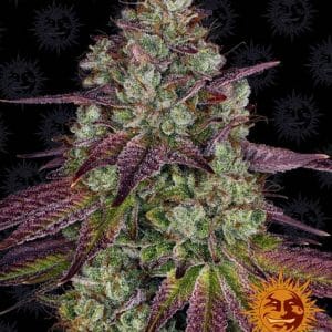 Mimosa EVO Barney's Farm