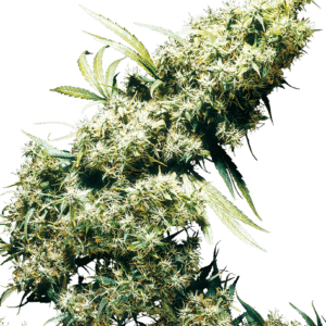 Jamaican Pearl