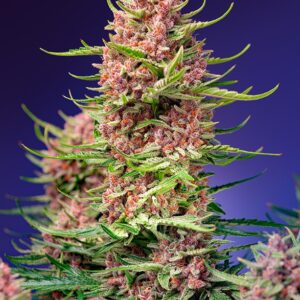strawberry-cola-sherbet-f1-fast-version