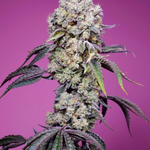 Sweet Mandarine Zkittlez f1