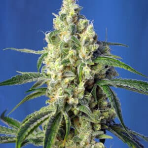 Green Poison CBD Sweet Seeds