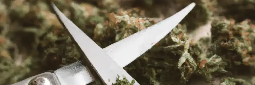 Droog of nat knippen wiet