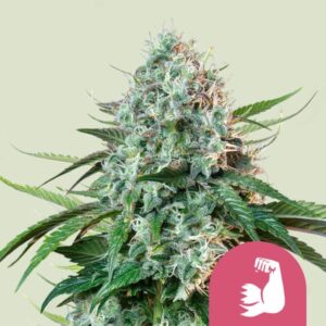 HulkBerry gefeminiseerde wietzaden van Royal Queen Seeds voor het kweken van een sterke sativa dominante wietplant