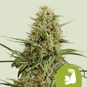 HulkBerry Automatic autoflower wietzaden van Royal Queen Seeds voor een sterke sativa dominante wietplant