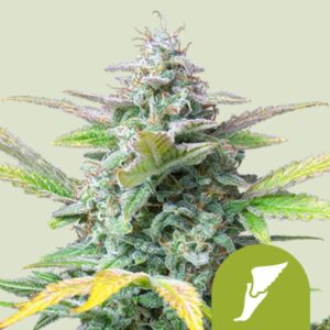 Quick One Automatic autoflower wietzaden voor kleine wietplanten met een grote opbrengst