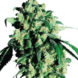 Een hoge opbrengst met gefeminiseerde zaden van de indica dominante wietplant Super Skunk