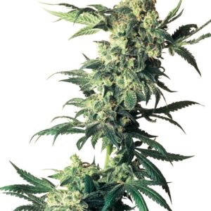 Northern Lights gefeminiseerde wietzaadjes van de zaadbank Sensi Seeds voor een wietplant met hoge opbrengst
