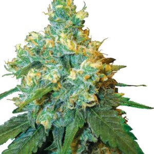 Sensi Seeds Jack Herer gefeminiseerde zaden kopen bij Plantarium