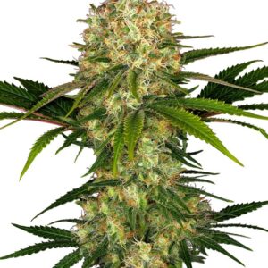Gefeminiseerde wietzaadjes van Indica dominante wietplant Afghani nr.1 van Sensi Seeds