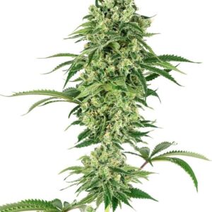 Gefeminiseerde wietzaadjes van de indica dominante wietplant Nicole Hindu Kush