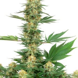 Gefeminiseerde wietzaadjes van de Indica sativa hybride wietplant Gelato #420